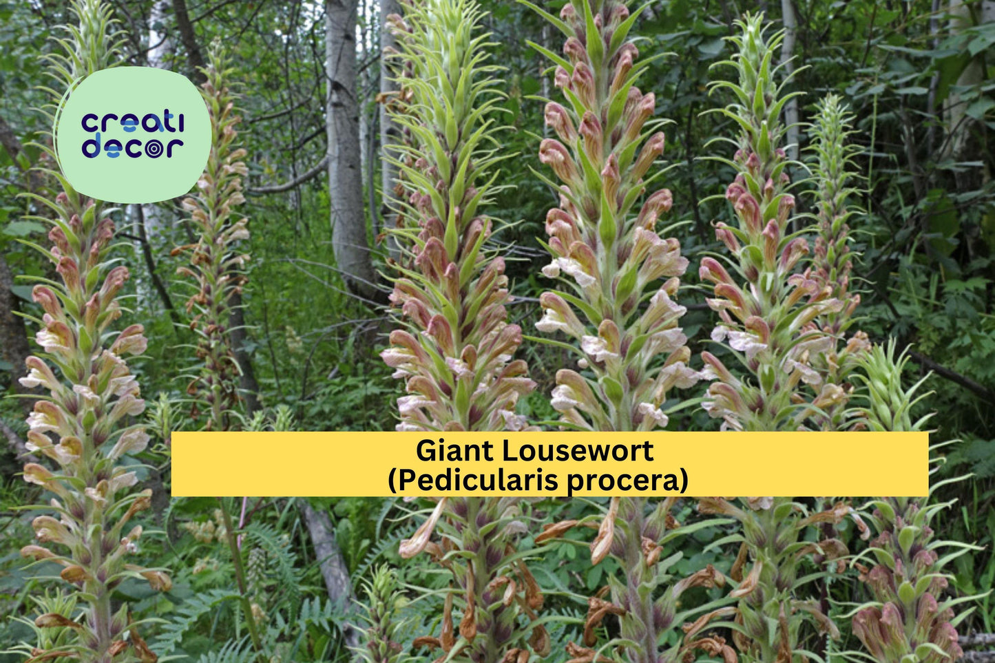 Giant Lousewort Seeds – Pedicularis procera – Native Wildflower, Pollinator-Friendly, Moist Soil Perennial, Pink to Purple Flowers