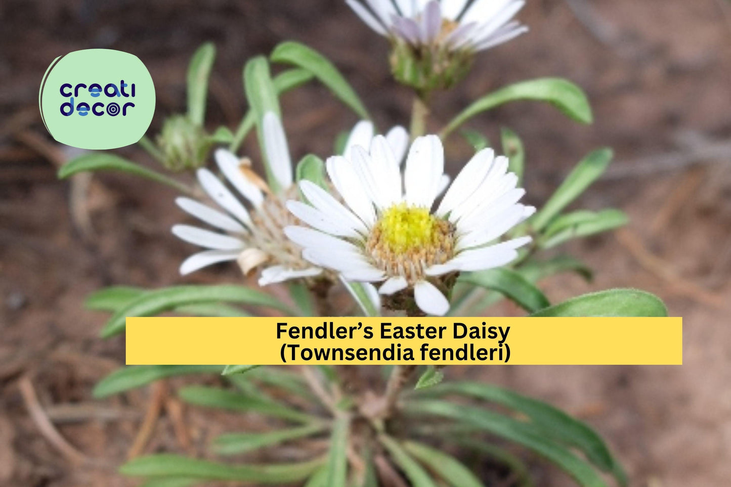 Fendler’s Easter Daisy Seeds – 100 Native Townsendia fendleri Perennial, Drought-Tolerant, Rock Garden, Alpine, Xeriscape, Pollinator-Friendly