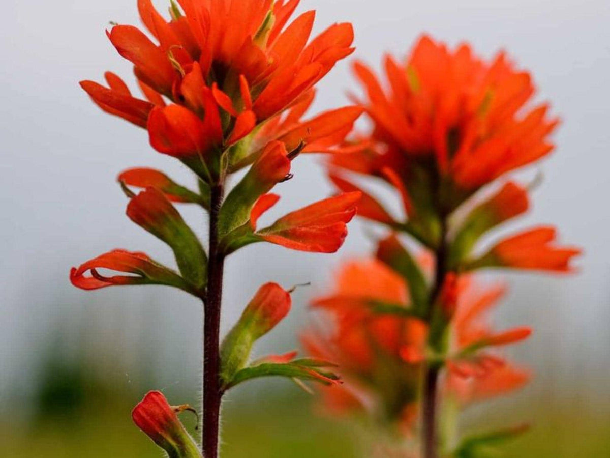 Northwestern Indian Paintbrush Seeds – 100 Native Wildflower Seeds, Drought-Tolerant Pollinator Plant, Castilleja angustifolia v. dubia