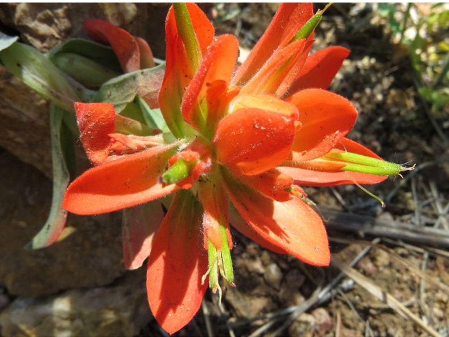 Wyoming Paintbrush Seeds | Castilleja linariifolia | Native Wildflower for Dry Gardens & Pollinator Gardens