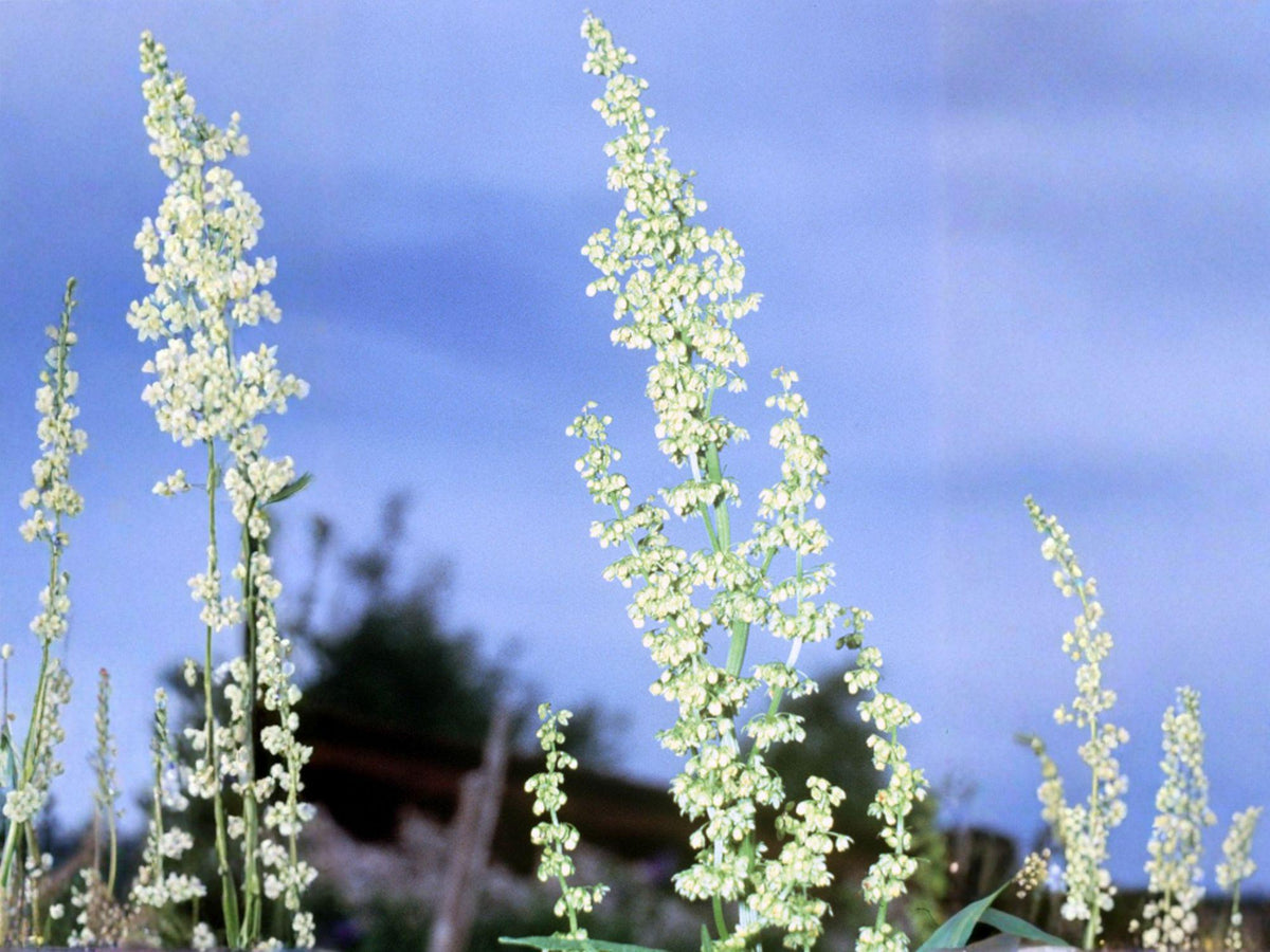 Rumex altissimus Seeds | Native Prairie Wildflower | Pale Dock | Perennial Pollinator Plant | 100 Seeds