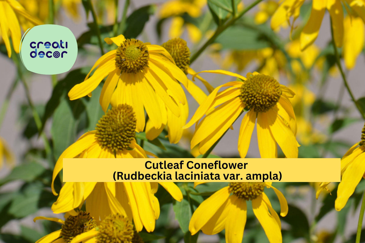 Cutleaf Coneflower Seeds – 50 Native Rudbeckia laciniata ampla, Pollinator Friendly, Wildflower Seeds for Native Gardens & Meadows