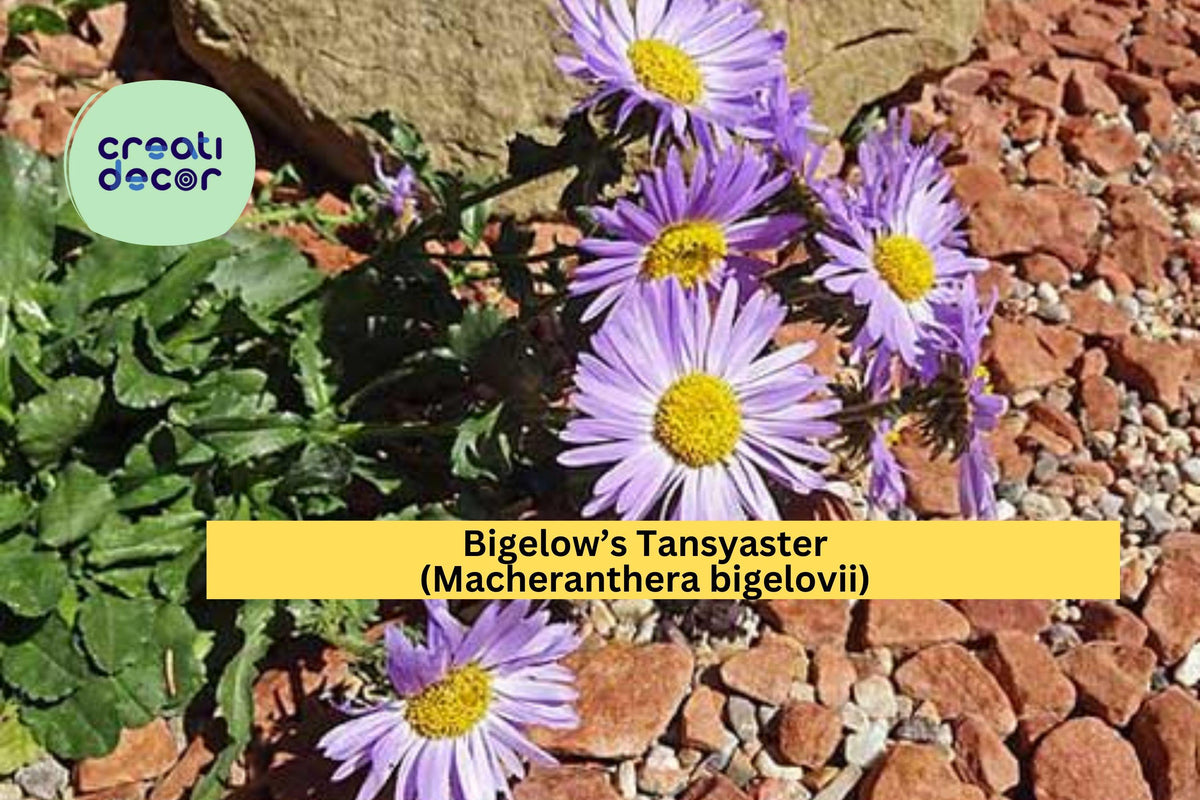 Bigelow’s Tansyaster Seeds – 100 Purple Aster, Drought-Tolerant Native Wildflower, Pollinator-Friendly, Macheranthera bigelovii