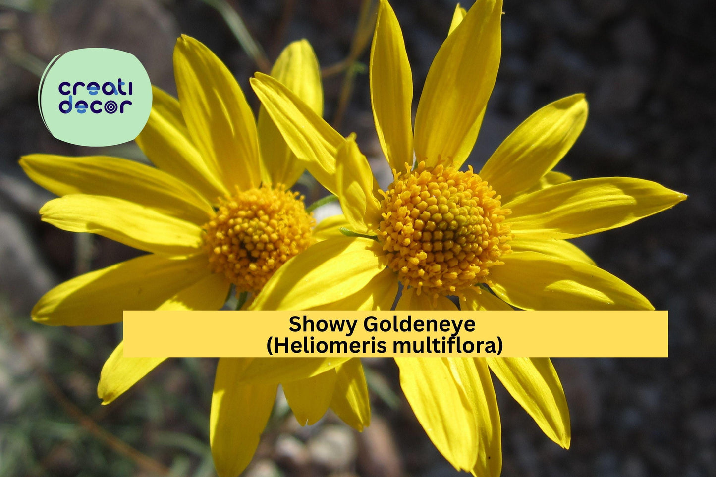 Showy Goldeneye Seeds – 100 Native Wildflower Seeds for Drought-Tolerant Gardens, Pollinator Attracting, Bright Yellow Blooms – Heliomeris multiflora