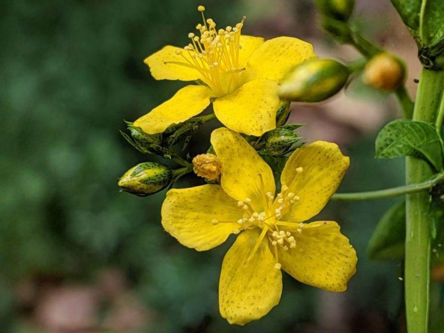 Dotted St. John’s Wort Perennial Wildflower | Bright Yellow Flowers | Hypericum punctatum | Native Pollinator Plant