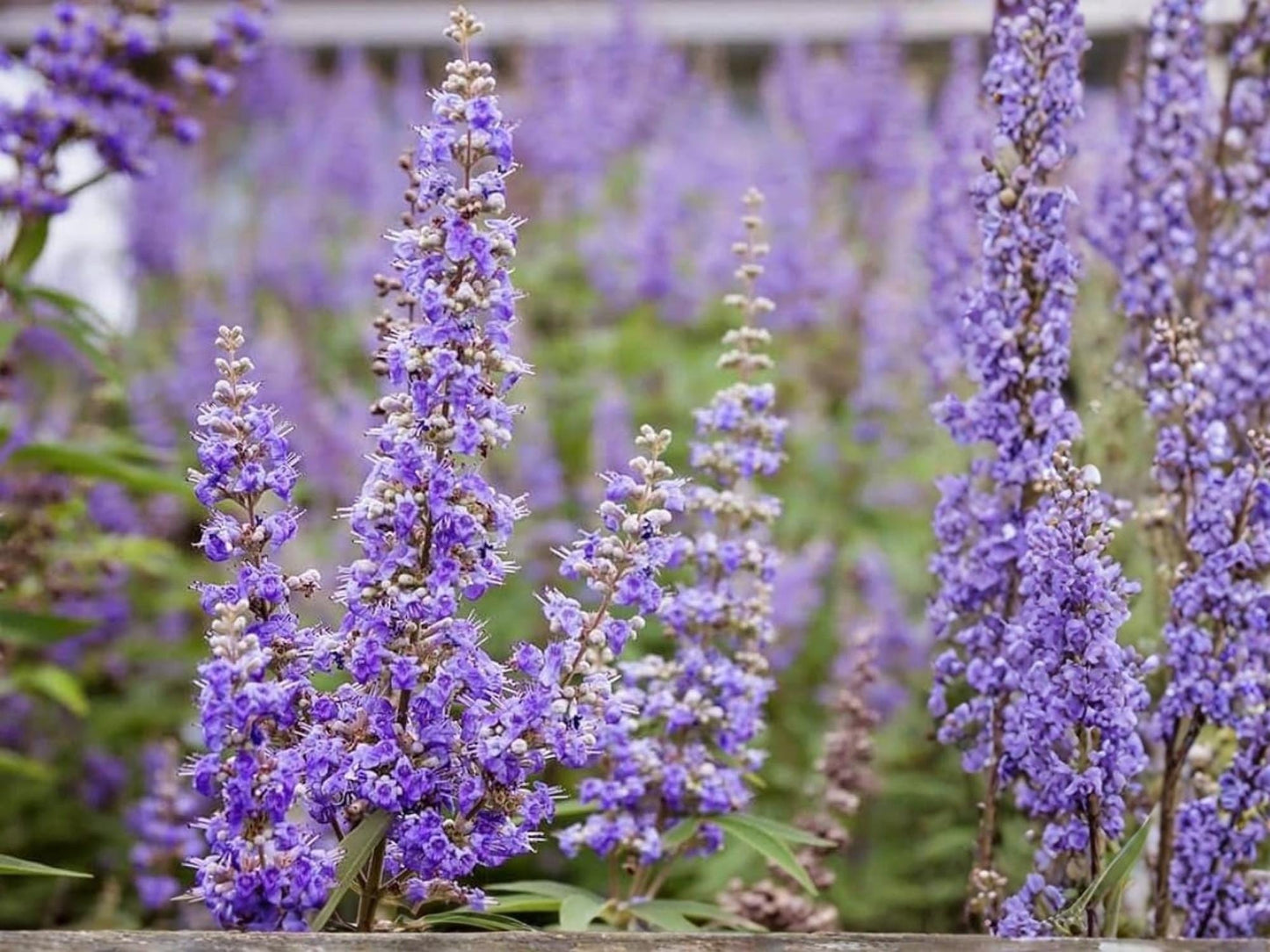 Chaste Tree Seeds | Vitex agnus-castus | Drought Tolerant Pollinator Shrub | Lavender Purple Flowers | 10 Seeds