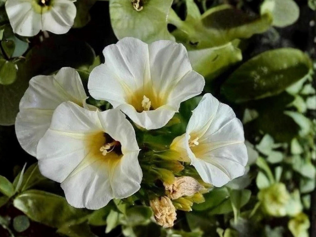 Ololiuqui Vine Seeds | Rivea corymbosa | Ornamental Tropical Climber for Fences & Trellises | 10 Seeds