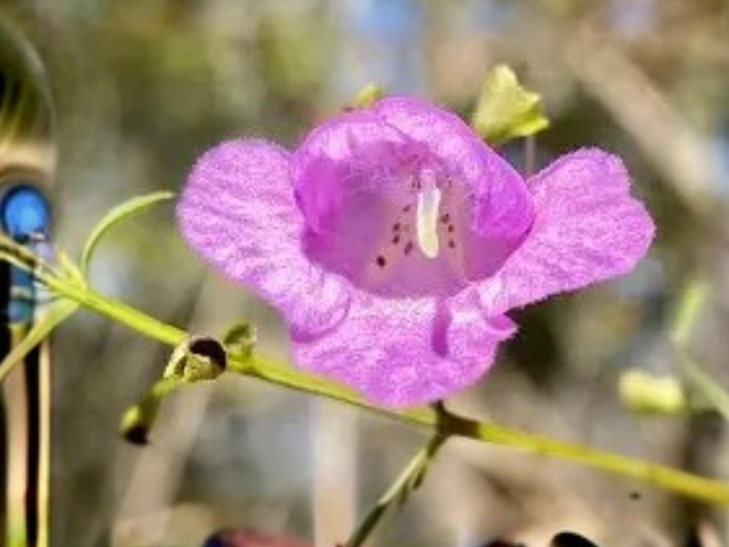 Agalinis tenuifolia Slender False Foxglove Seeds – Native Wildflower for Prairie Gardens & Pollinator Support