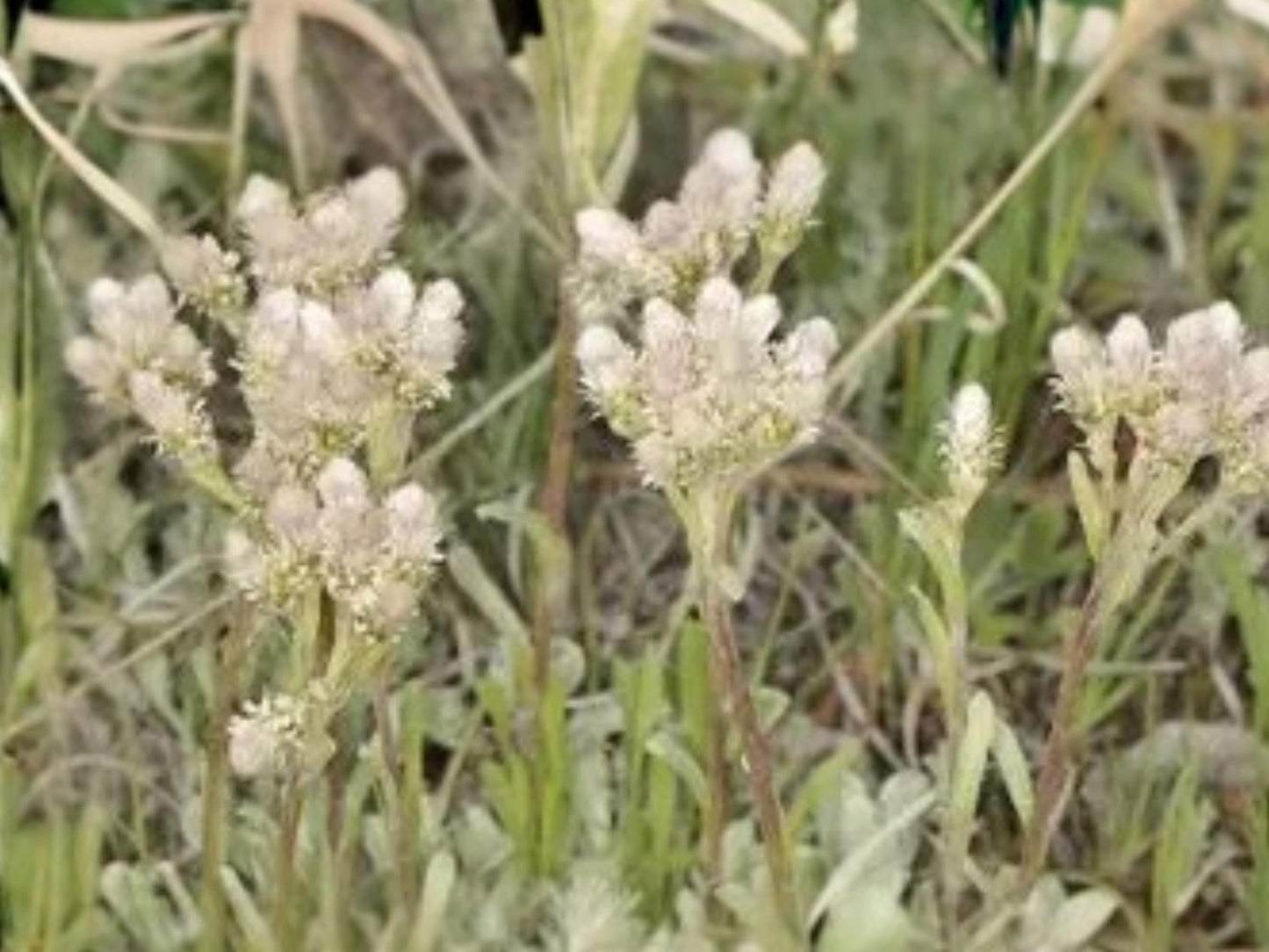 Antennaria neglecta Prairie Pussytoes Native Groundcover Seeds | Pollinator Plant | Drought Tolerant Perennial