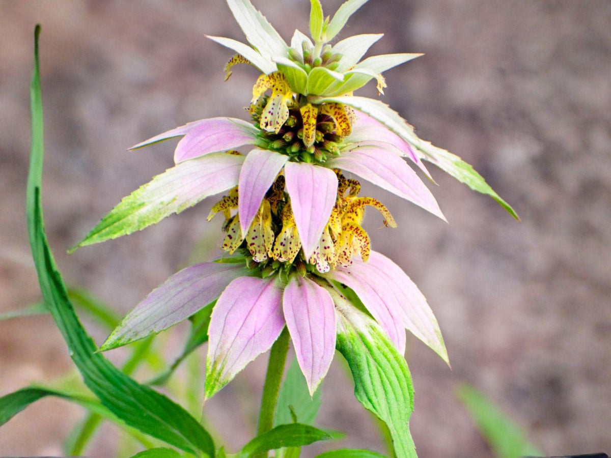 Monarda Punctata Seeds – Spotted Bee Balm, Native Wildflower, Pollinator Garden, Medicinal Herb, Dotted Horsemint, 100 Seeds