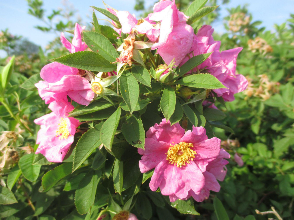 Swamp Rose Seeds – Rosa palustris Native Wetland Pollinator Plant for Rain Gardens & Wildlife Habitats, 30 Viable Seeds
