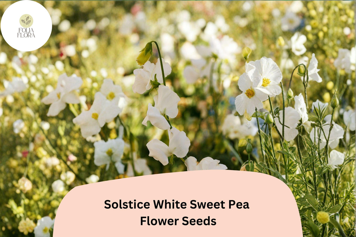Solstice White Sweet Pea Seeds | Climbing Vine, Fragrant White Blooms, Lathyrus odoratus, Garden Planting, 50+ Seeds