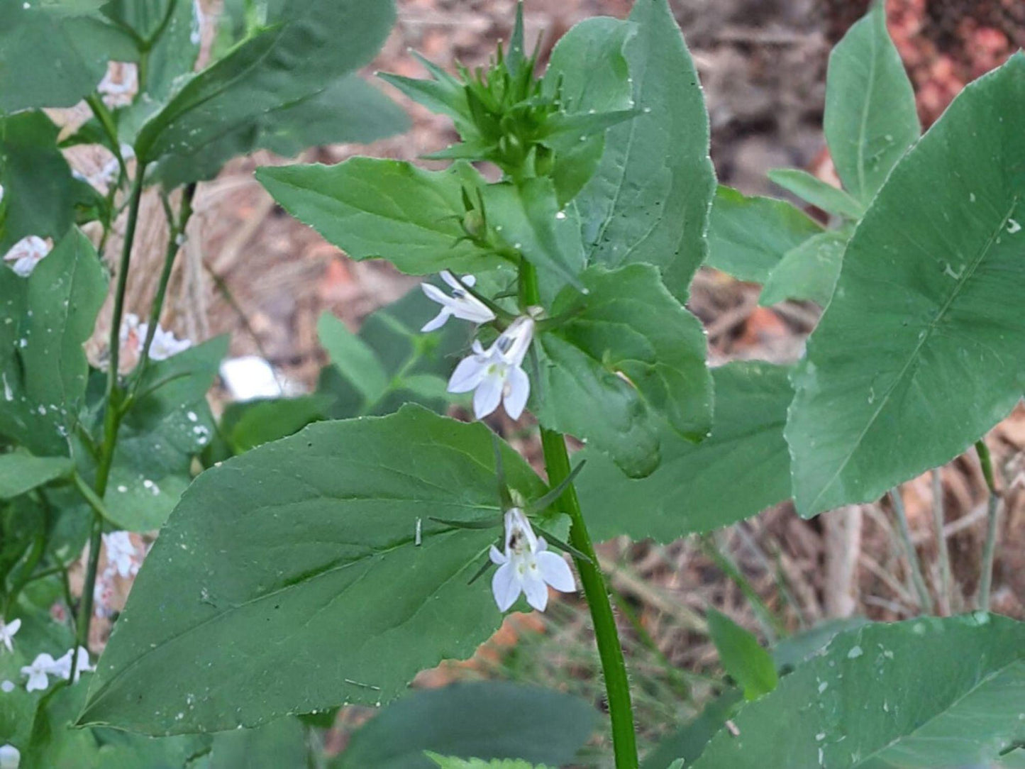 Lobelia Inflata Seeds – Native Wildflower, Blue Flowers, Indian Tobacco, Herbal & Ornamental Planting (500 Seeds)