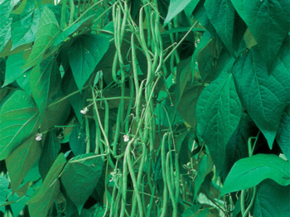 Petite Filet French Bean Seeds | Heirloom Green Bean | Gourmet Haricot Vert Variety | Compact Bush Plant