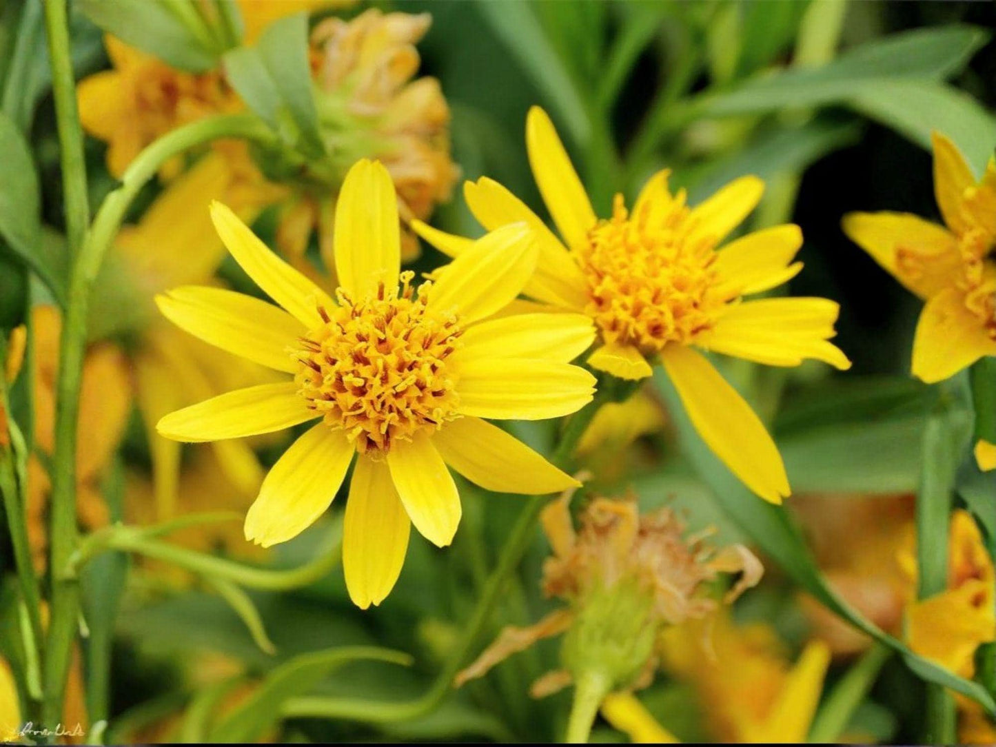 Meadow Arnica Seeds – Native Wildflower, Medicinal Herb, Arnica chamissonis, Bright Yellow Daisy Flowers, 100 Seeds