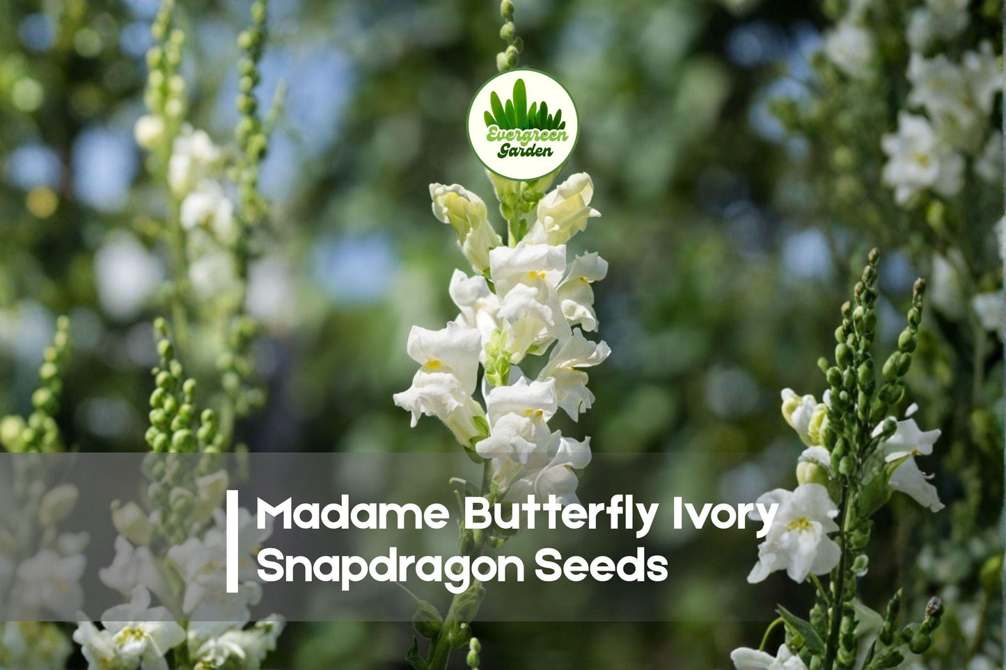 Snapdragon Seeds 1000+ Madame Butterfly Ivory Antirrhinum majus Double Flowering Garden Plant