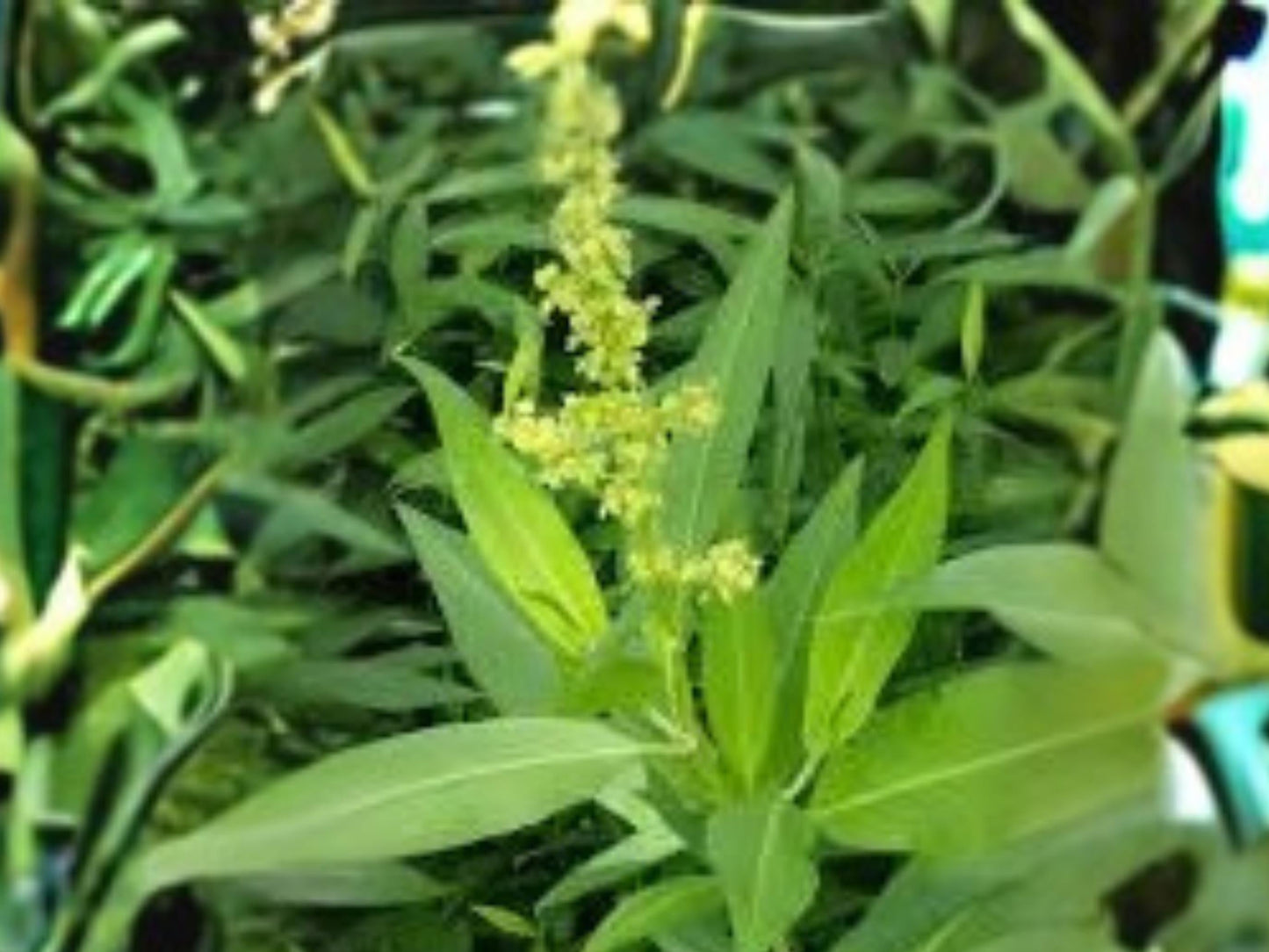 Pale Dock Seeds | Native Prairie Perennial Rumex altissimus for Wildlife & Restoration | 100 Seeds