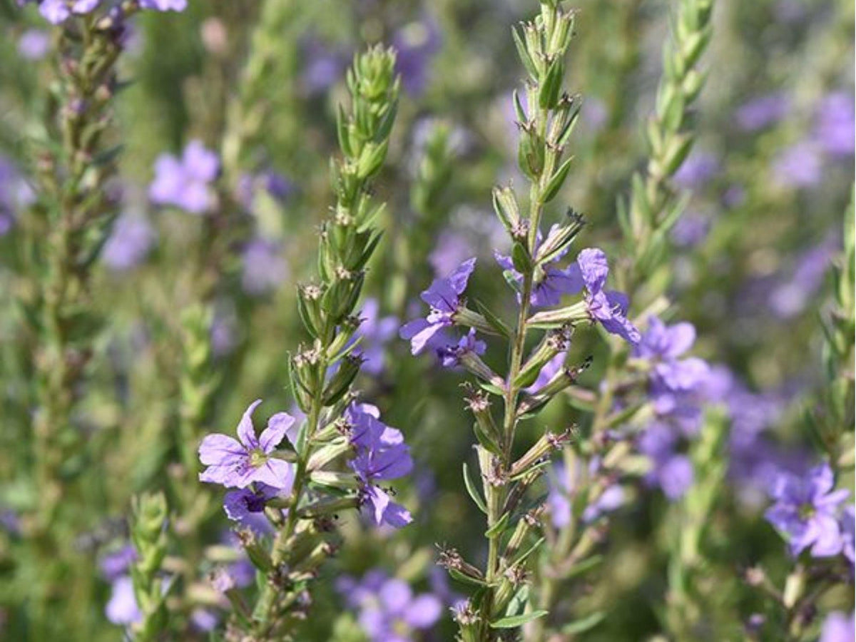 Winged Loosestrife Seeds (Lythrum alatum) – 3,000 Native Wildflower Seeds for Wet Soils, Pollinator-Friendly, Non-Invasive Garden Plant
