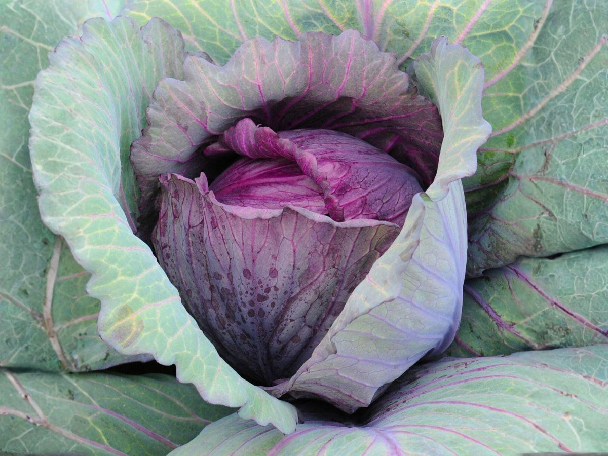 Red Acre Cabbage Seeds – Heirloom Red Cabbage for Salads, Slaws, Fermenting, and Cooking | 500 Seeds