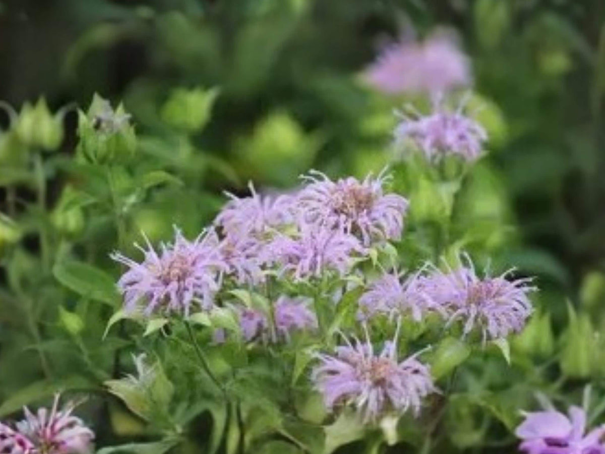 Wild Bergamot Seeds, Native Bee Balm, Pollinator Magnet, Prairie Wildflower, Monarda fistulosa, 100 Seeds