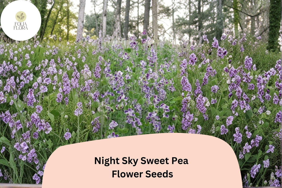 Night Sky Sweet Pea Seeds – Climbing Flower Vine, Fragrant Annual, Lathyrus odoratus, Deep Purple with White Speckles