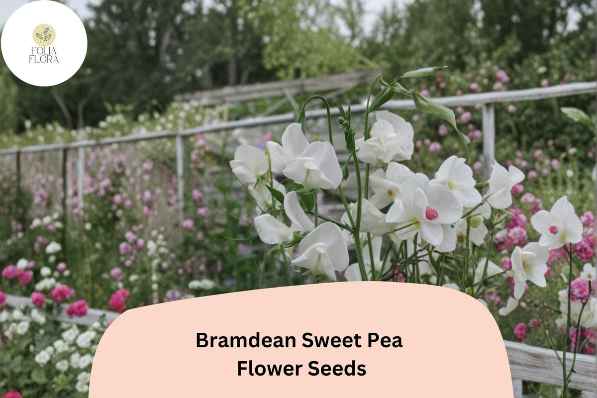 50+ Bramdean Sweet Pea Seeds | Fragrant Climbing Annual Flower for Garden & Cut Arrangements | Lathyrus odoratus