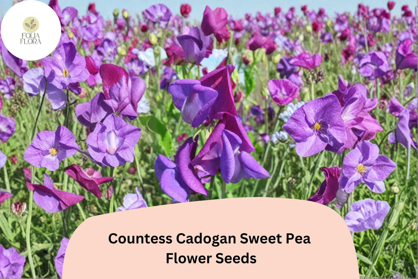50+ Countess Cadogan Sweet Pea Seeds | Purple Fragrant Climbing Annual | Lathyrus odoratus
