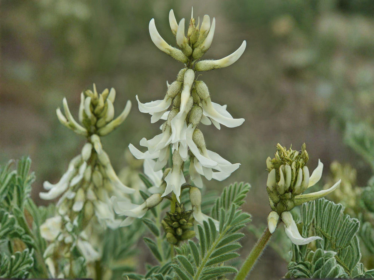 Astragalus drummondii Seeds – Woolly Milkvetch Native Perennial Wildflower for Pollinator Gardens, Prairie Restoration