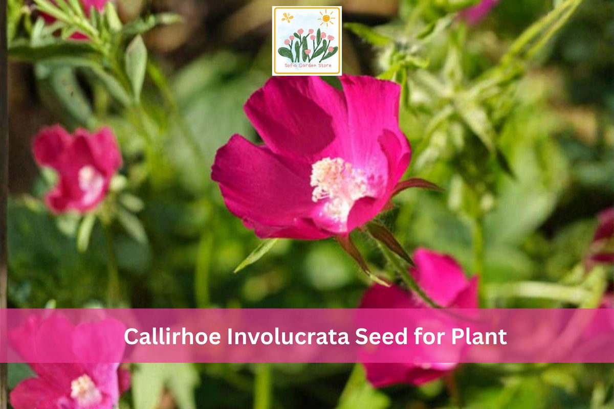 Purple Poppy Mallow Seeds, Callirhoe involucrata, Native Perennial Groundcover, Purple Flowers, Rock Garden, Native Wildflower