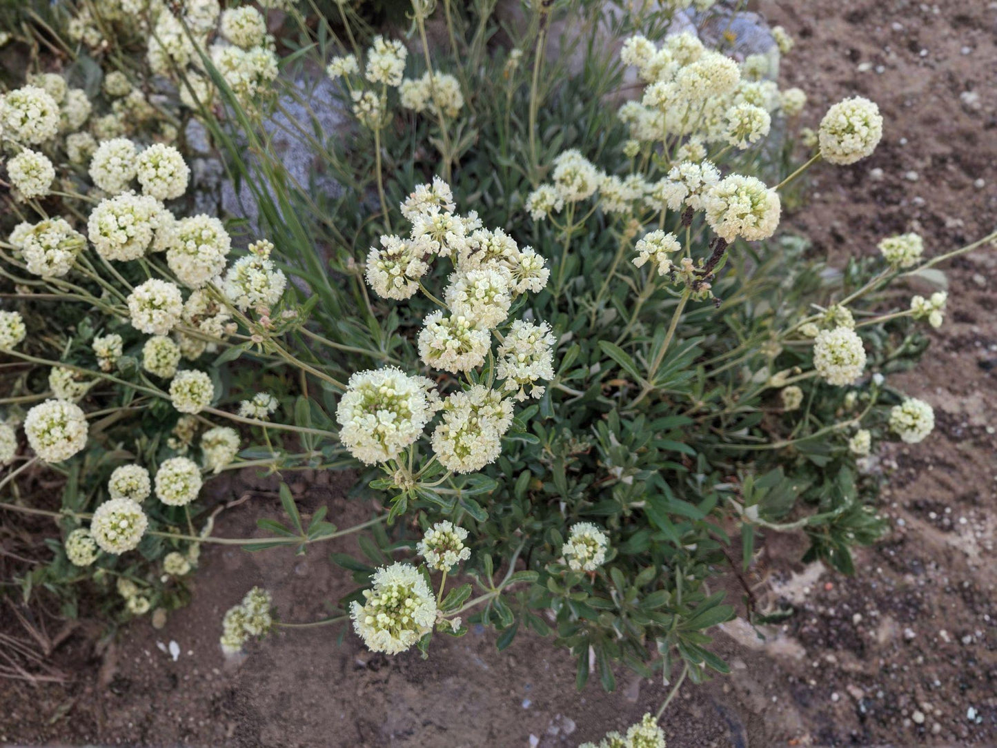Eriogonum heracleoides Seeds (50) | Parsnipflower Wild Buckwheat Native Perennial for Drought Tolerance