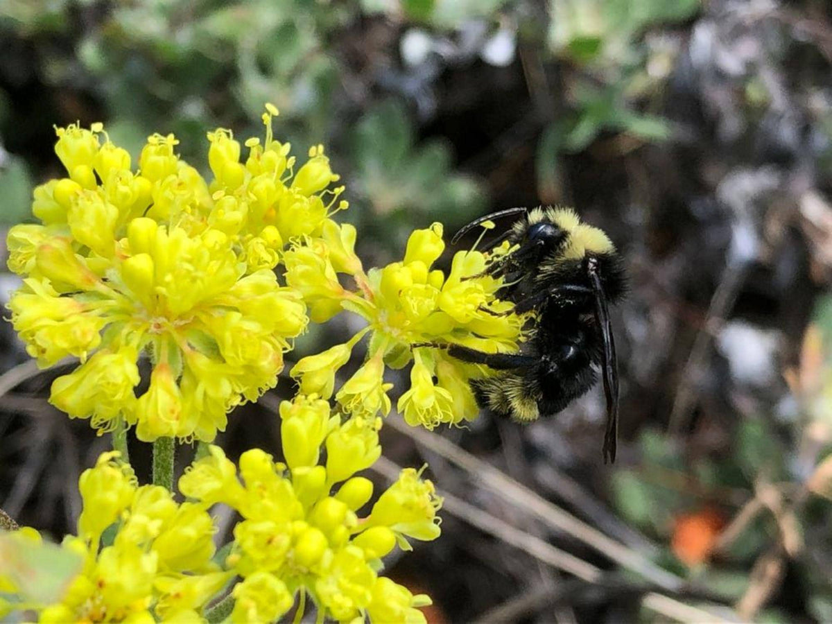 Eriogonum umbellatum Seeds 100 | Sulfurflower Buckwheat Native Perennial Pollinator Plant