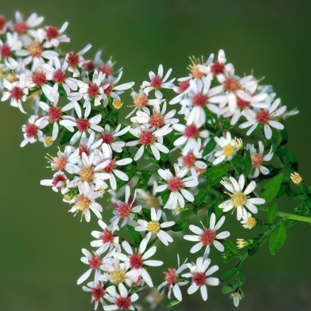 Calico Aster Seeds 100 Symphyotrichum lateriflorum Native Perennial Wildflower for Pollinator Gardens