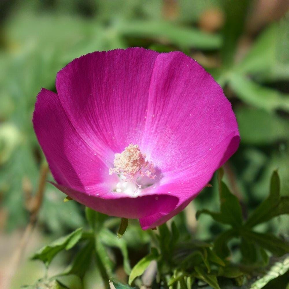 Callirhoe involucrata Purple Poppy Mallow Seeds – Native Perennial Wildflower, Drought Tolerant Groundcover, Purple Flowers, 15 Seeds