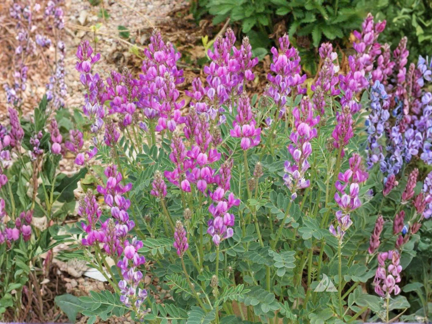 Hedysarum boreale Seeds – Utah Sweetvetch Native Perennial Wildflower for Pollinator Gardens & Restoration (25 Seeds)