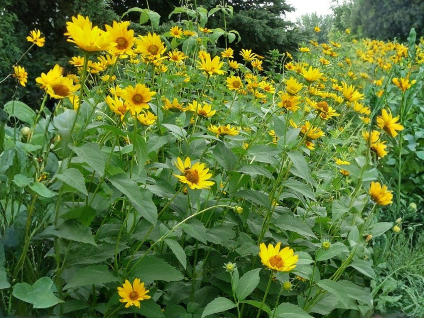 Heliopsis helianthoides Early Sunflower Seeds | Native Perennial Wildflower for Pollinators | Bright Yellow Blooms