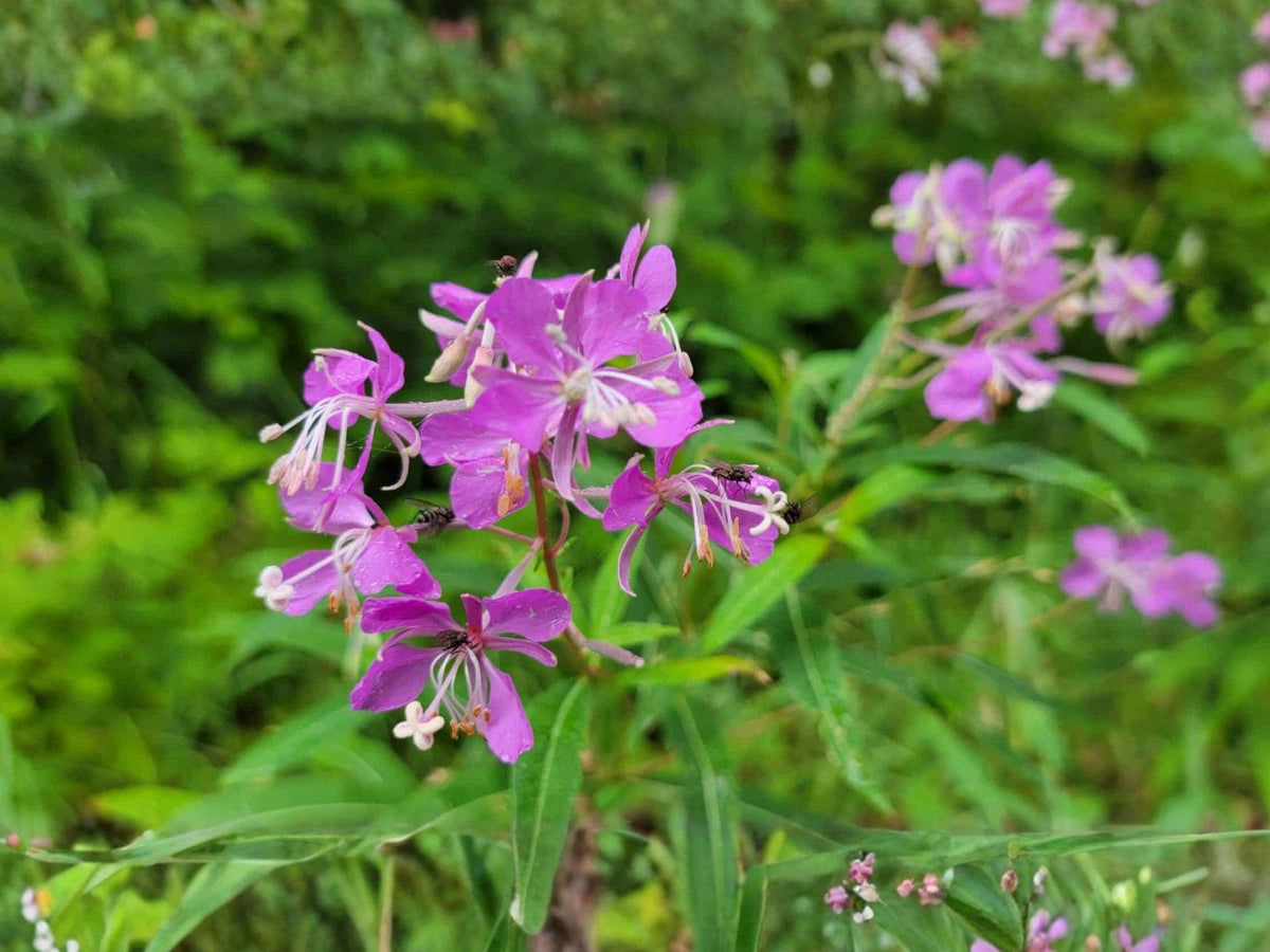 Fireweed Seeds – Native Perennial Wildflower, Pink to Magenta Flowers, Pollinator Plant, Chamaenerion angustifolium, 100 Seeds