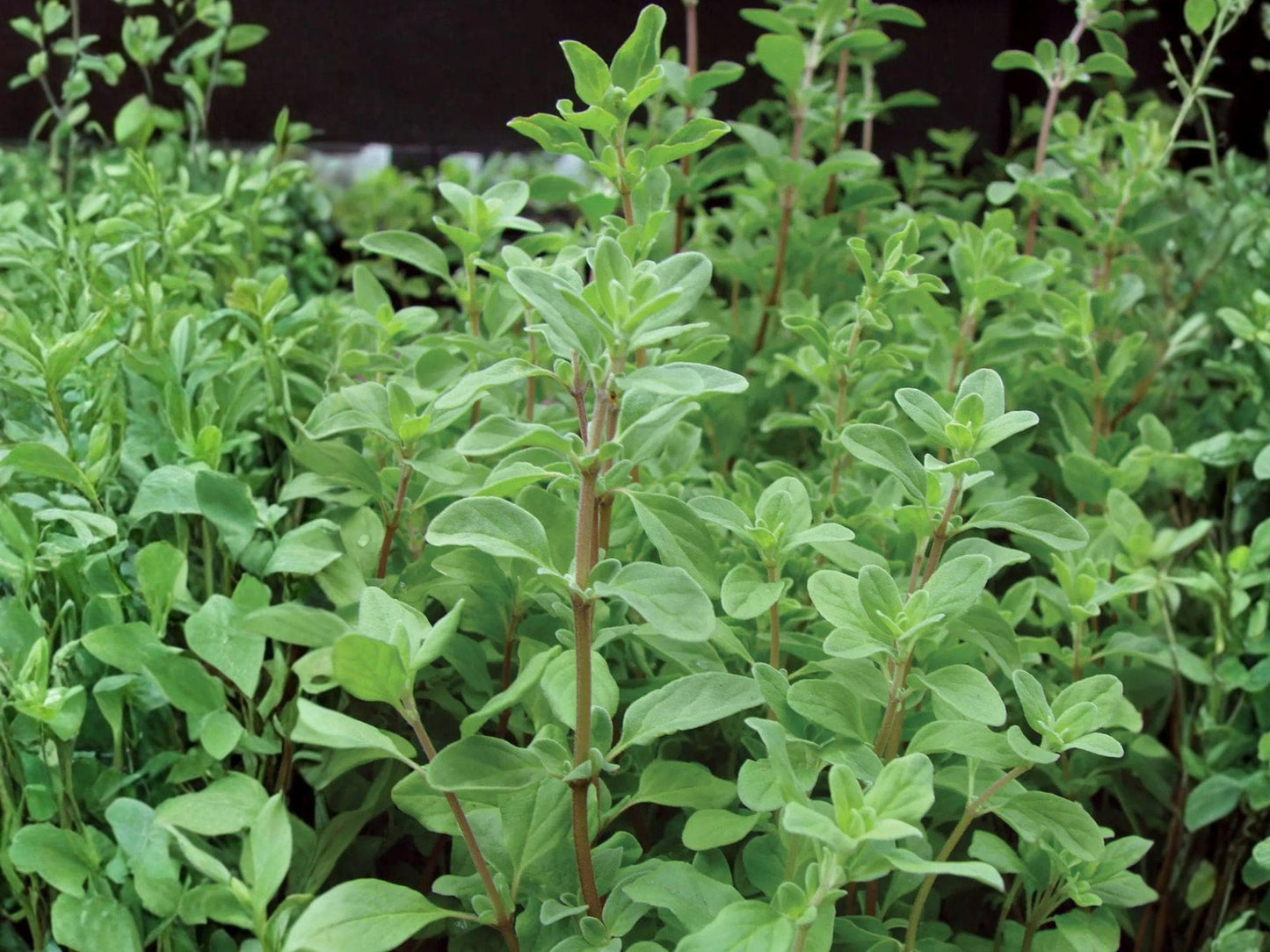 500 Seeds Sweet Marjoram Herb, Culinary, Origanum majorana, Mediterranean, Easy to Grow, Herb Seeds