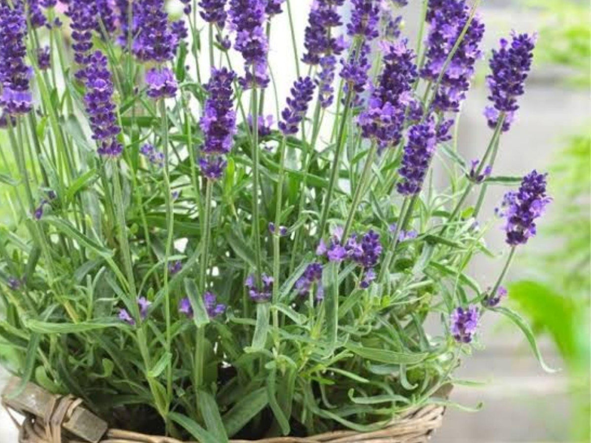 Lavender Vera Seeds | True Lavender Herb | Fragrant Perennial Plant | Lavandula angustifolia