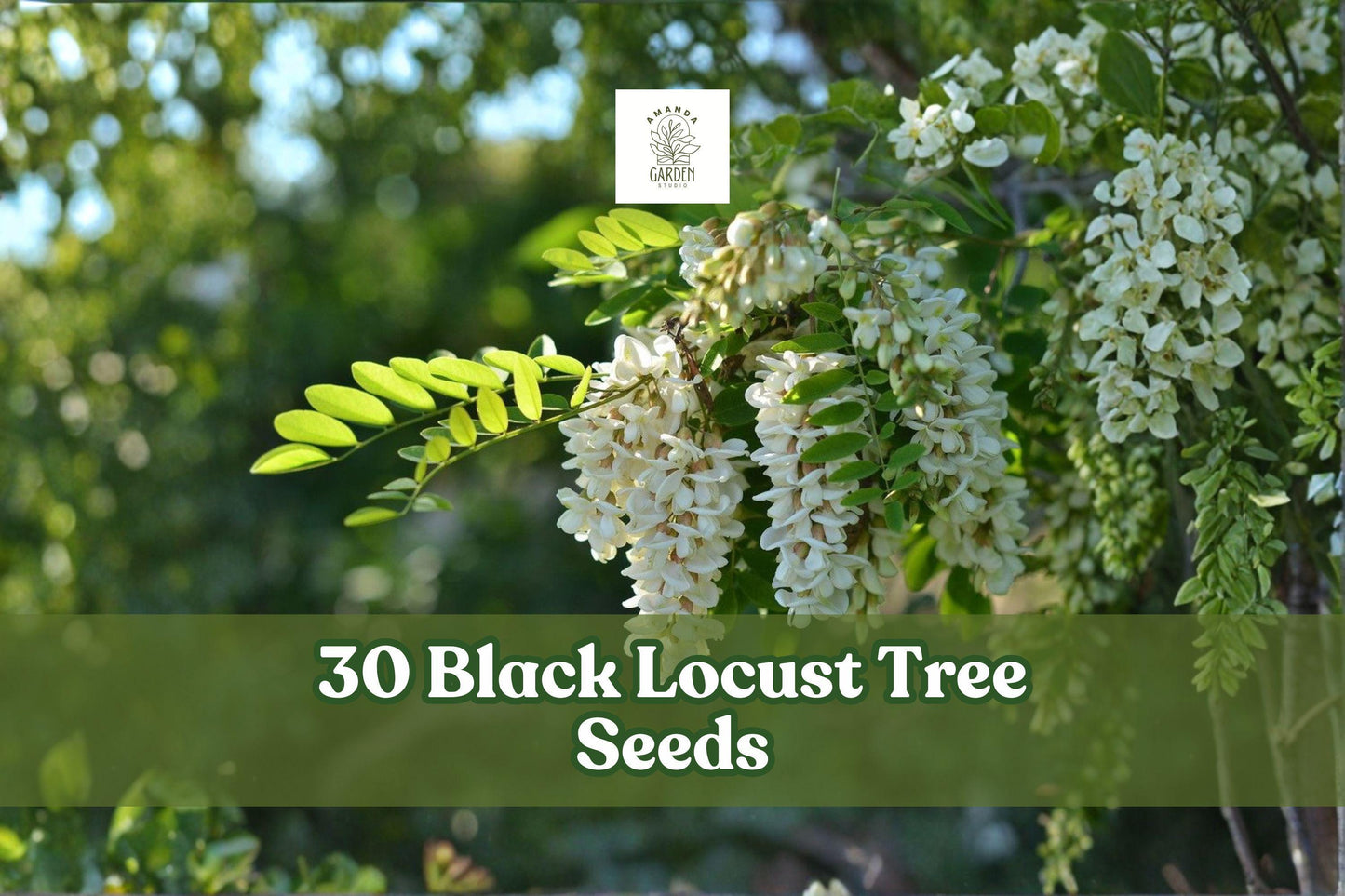 Black Locust Tree Seeds – Robinia pseudoacacia, Fast-Growing Hardwood for Landscaping and Planting