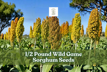 Wild Game Sorghum Seeds 1/2 Pound for Food Plots, Cover Crops, Milo Sorghum bicolor Planting Seeds