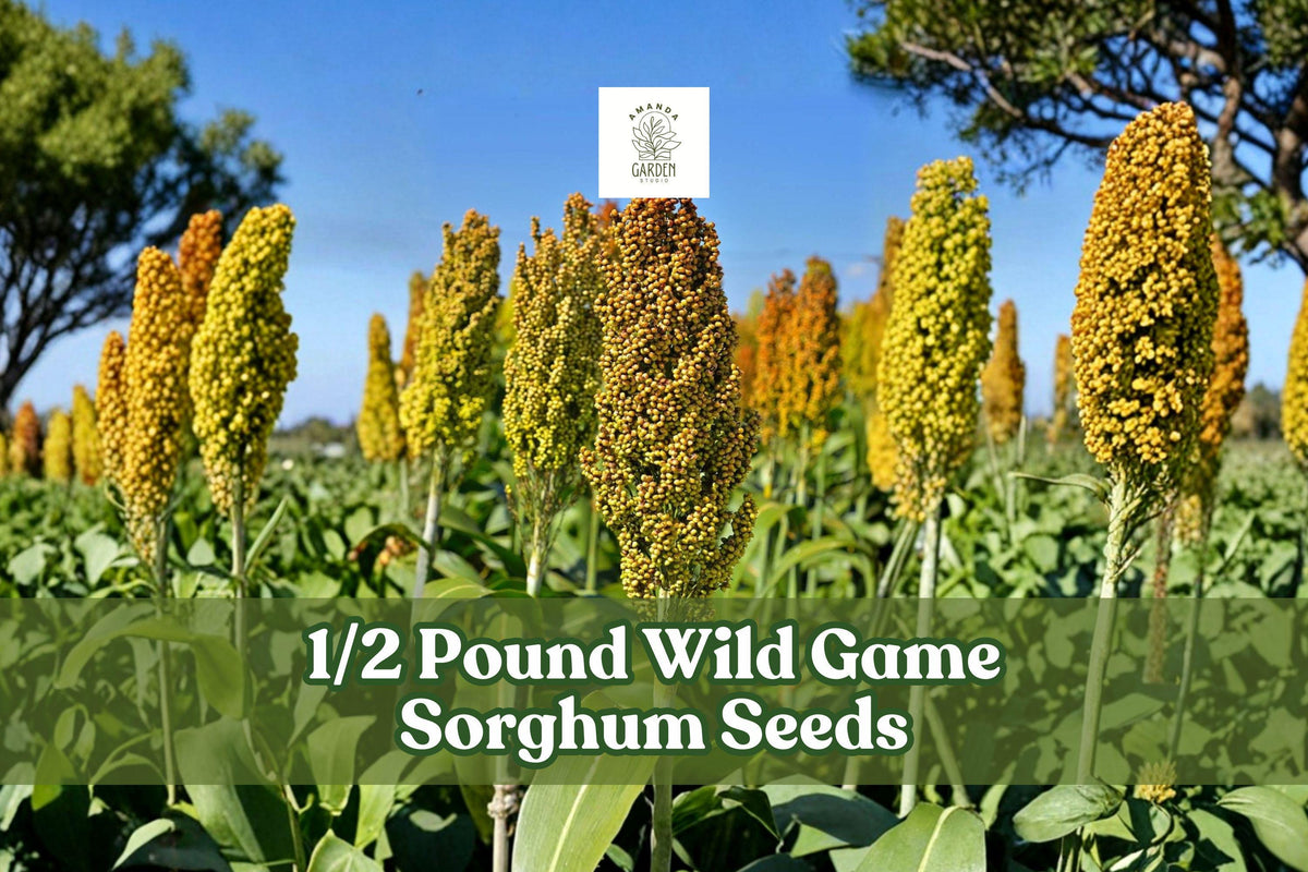 Wild Game Sorghum Seeds 1/2 Pound for Food Plots, Cover Crops, Milo Grain, Sorghum bicolor Planting Seeds