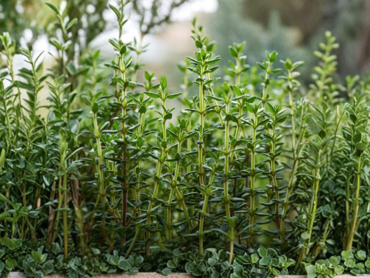 Thyme Herb Seeds, Thymus vulgaris, Culinary Perennial, 300 Seeds for Cooking, Herb Garden, Drought Tolerant