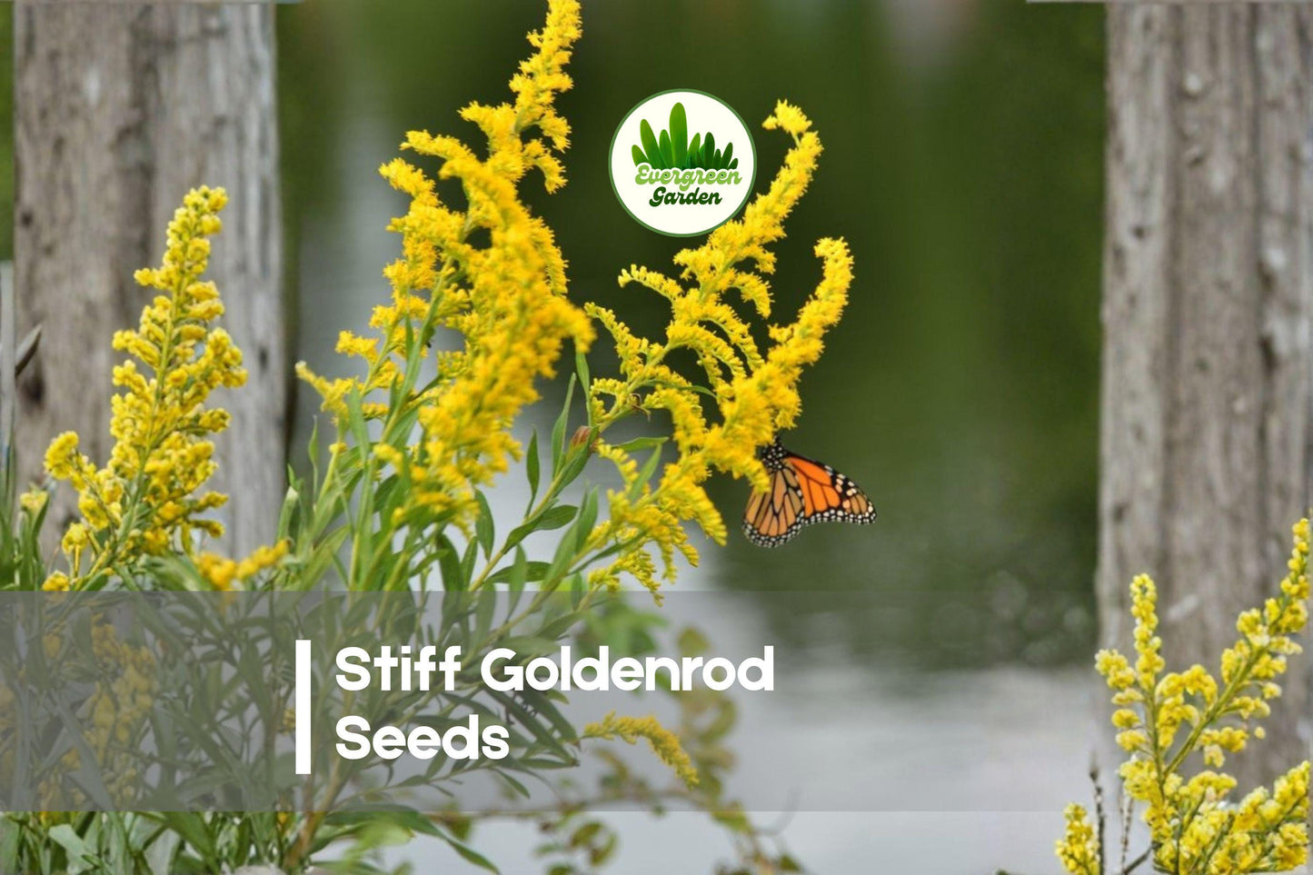 100 Stiff Goldenrod Seeds - Native Perennial Wildflower, Bright Yellow Blooms, Attracts Butterflies, Drought Tolerant, Oligoneuron rigidum