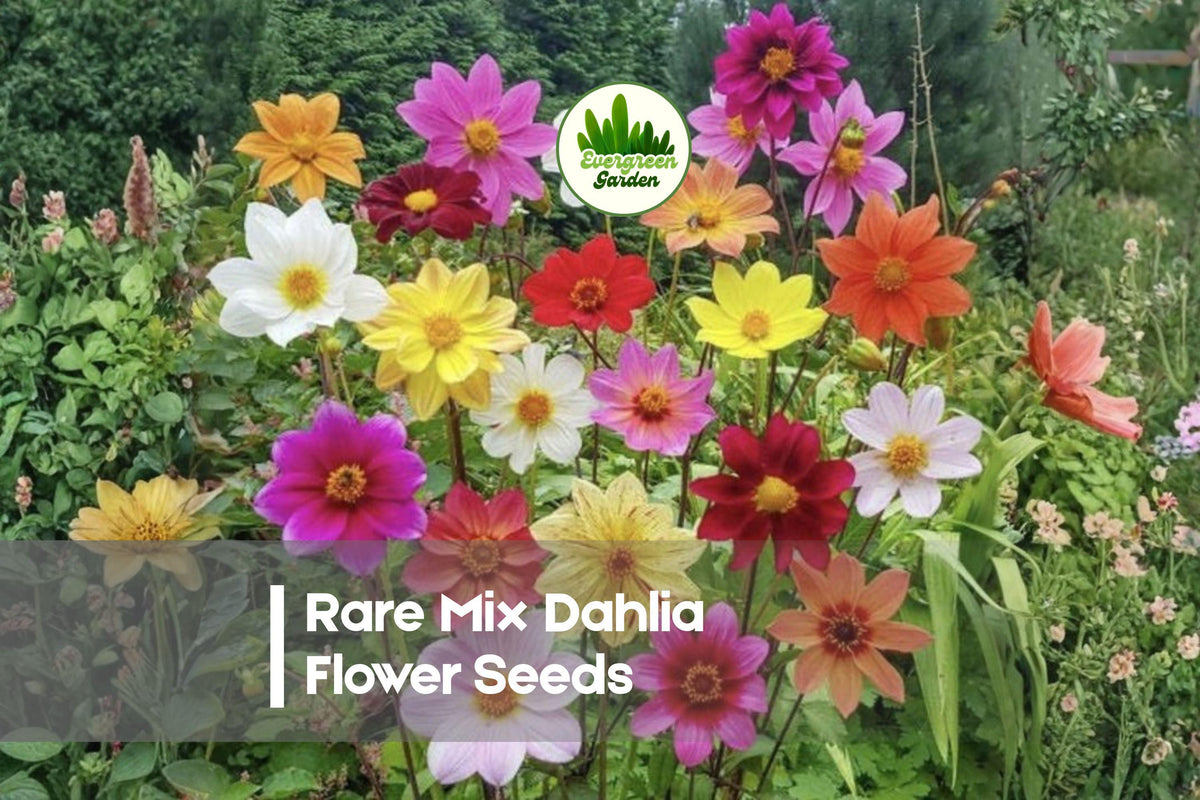 100+ Rare Mix Dahlia Flower Seeds - Vibrant Colors & Unique Shapes for Borders, Beds & Cut Flowers - Dahlia variabilis