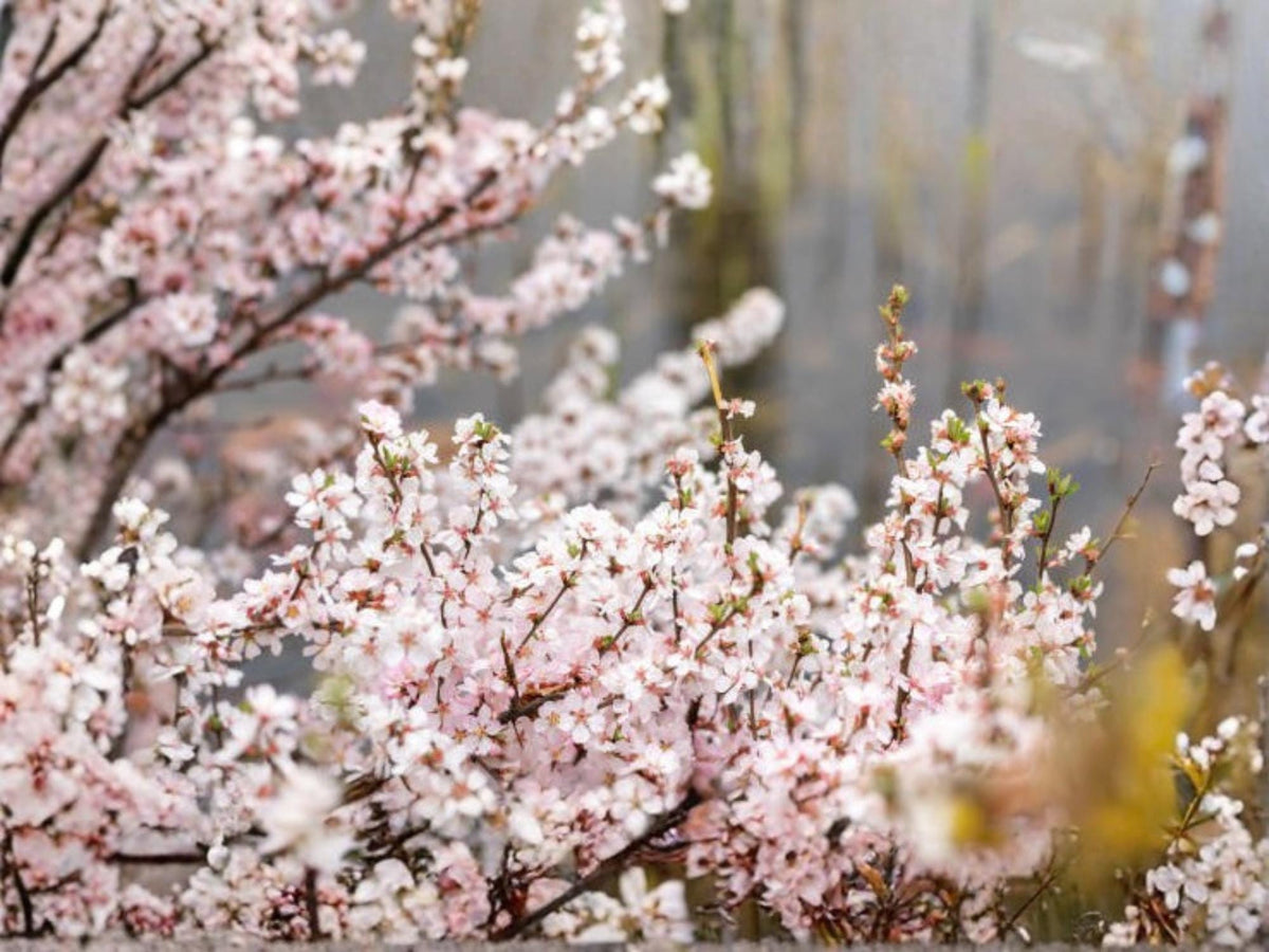 Nanking Cherry Shrub Seeds | Prunus tomentosa | Cold Hardy Edible Fruit Bush | Spring Blooms | 10 Seeds
