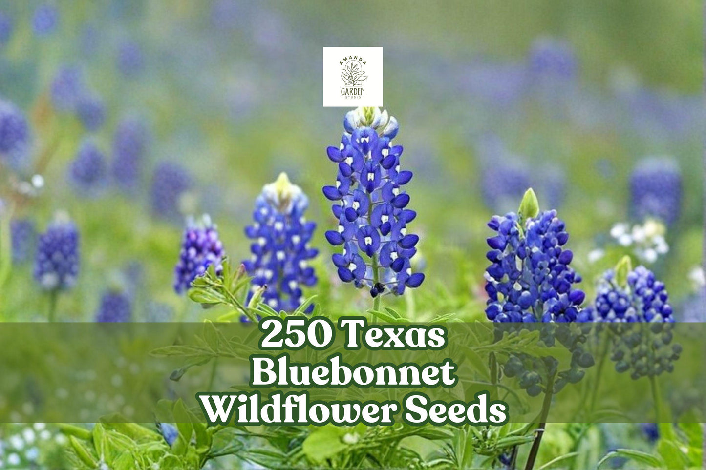 250 Texas Bluebonnet Wildflower Seeds | Lupinus texensis | Native Spring Blooming Blue Flowers for Gardens & Meadows