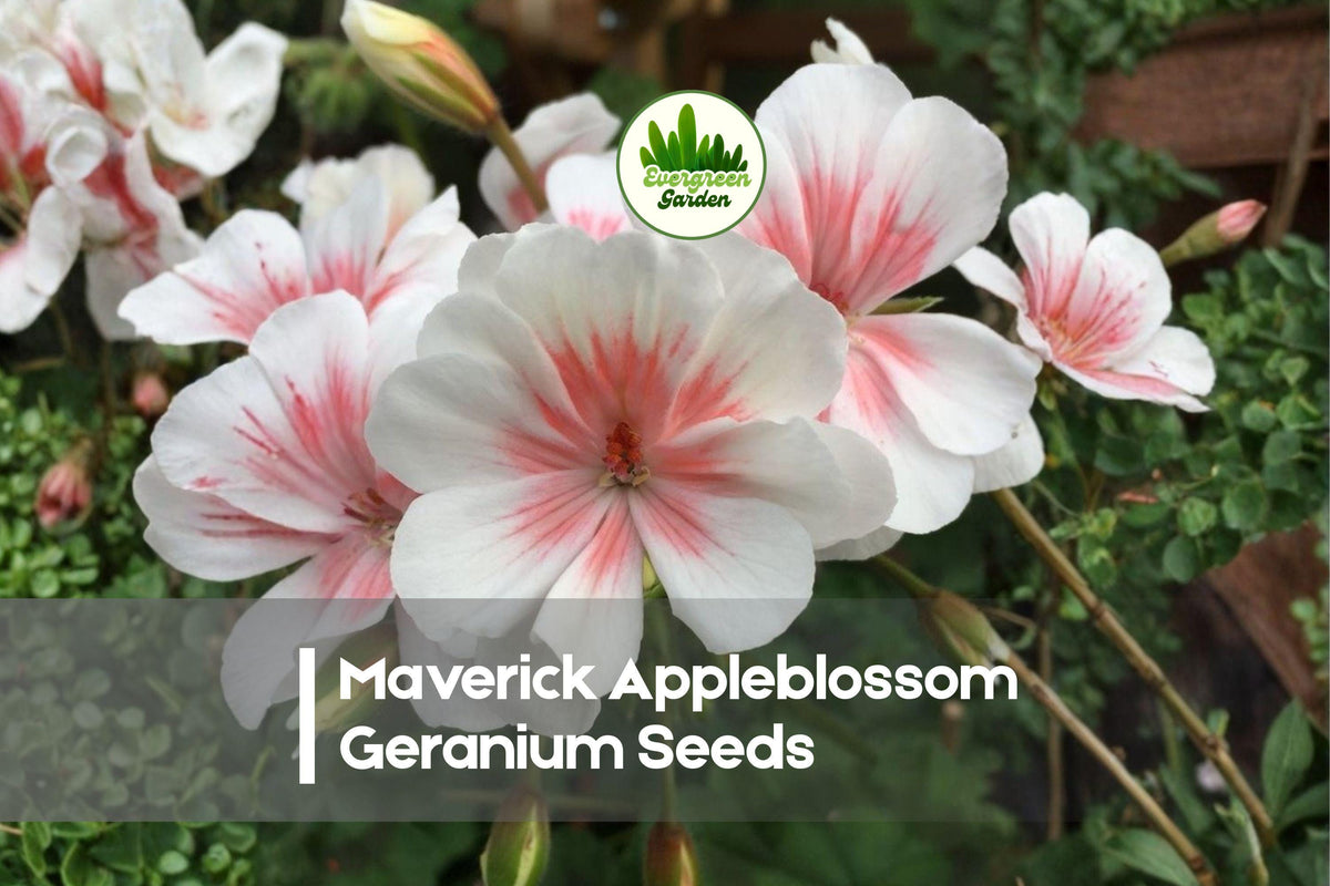 Maverick Appleblossom Geranium Seeds – Pink & White Bloom Clusters, Pelargonium spp., Garden, Pot, Border, Window Box
