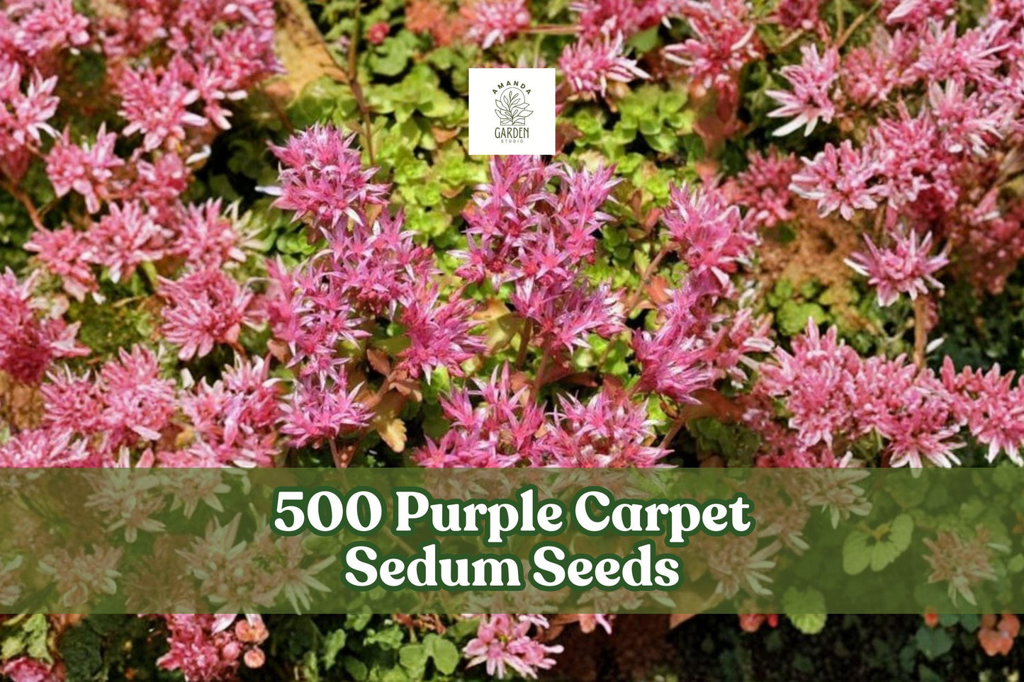 500 Purple Carpet Sedum Seeds for Groundcover, Sedum spurium ‘Coccineum’, Low-Growing Perennial Plant