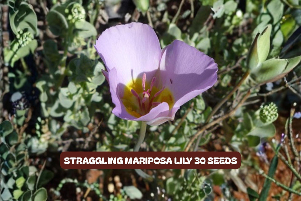 Winding Mariposa Lily Seeds - Straggling Wildflower, Calochortus flexuosus, 30 Pack, Native Perennial for Gardens and Wildflower Beds