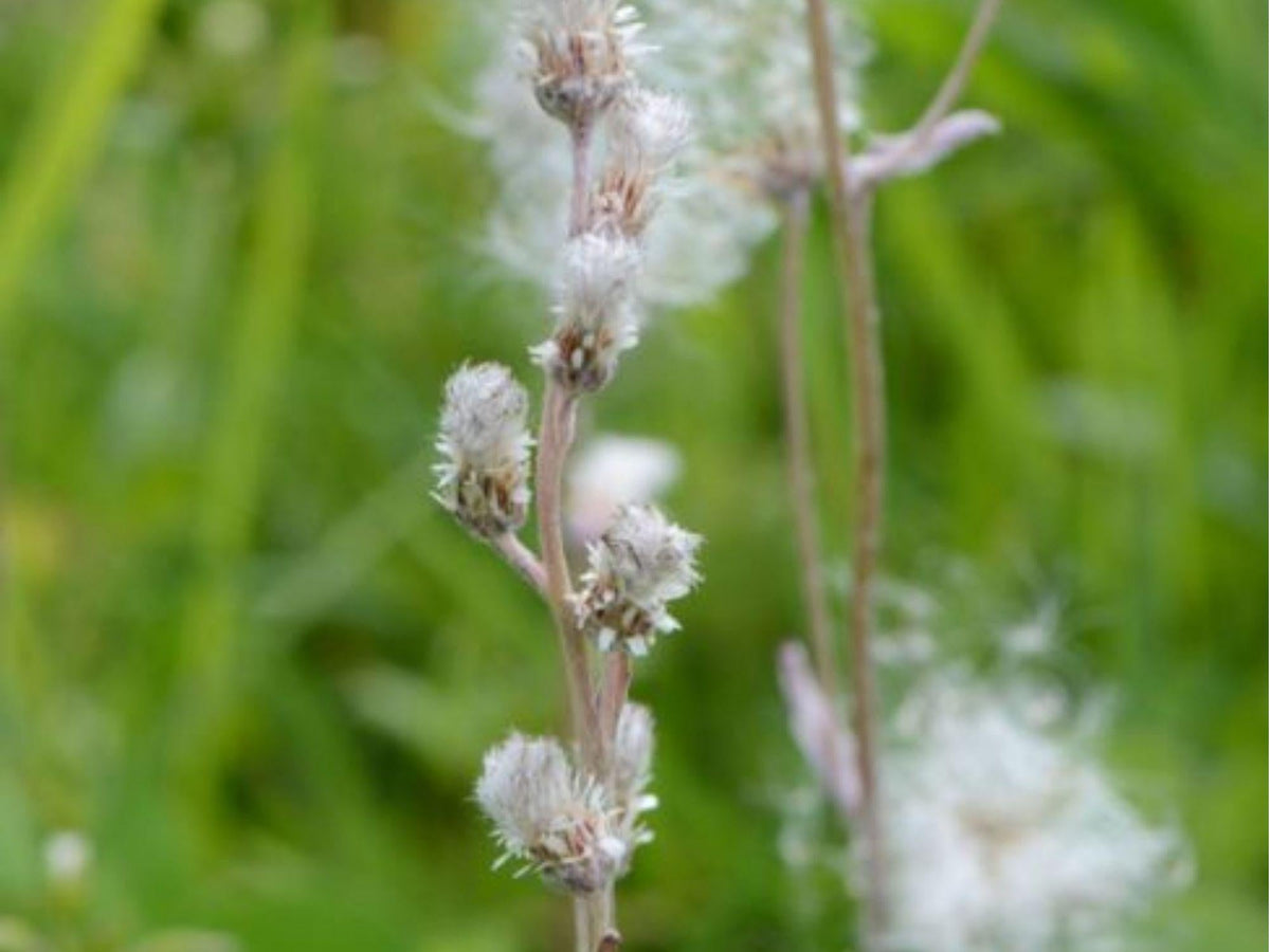 Prairie Pussytoes Seeds – Native Groundcover, Drought-Tolerant, Butterfly Host Plant, Antennaria neglecta, 100 Seeds